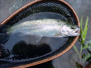 P1000455 640X480.jpg