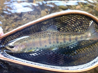 P1000474 640X480.jpg