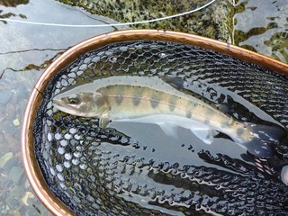 P1000600 640X480.jpg