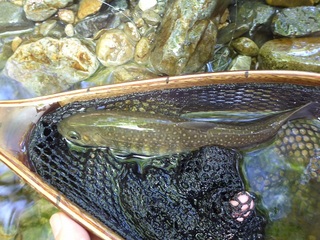 P1000767 640X480.jpg