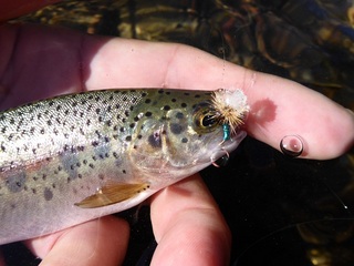 P1010098 640X480.jpg