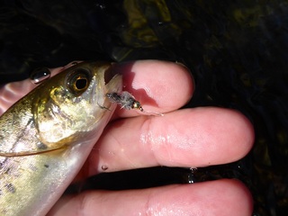 P1010114 640X480.jpg