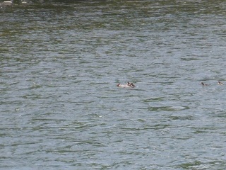 P1050183 640X480.jpg