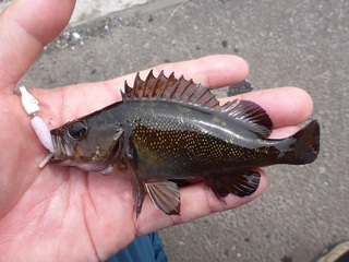 P1050219 640X480.jpg