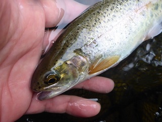 P1050371 640X480.jpg