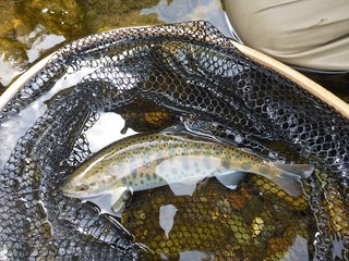 P1050492 640X480.jpg
