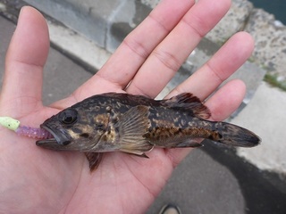 P1050540 640X480.jpg