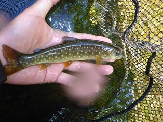 P1050579 640X480.jpg