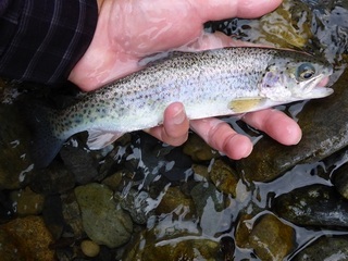 P1030122 640X480.jpg