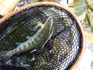 P1030161 640X480.jpg