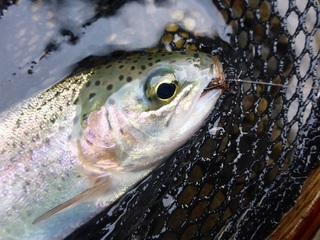 P1030231 640X480.jpg