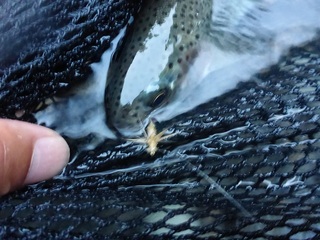 P1030290 640X480.jpg