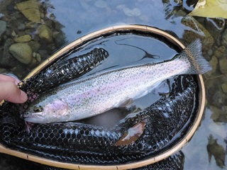 P1030364 640X480.jpg