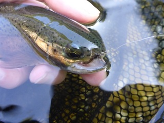 P1030532 640X480.jpg