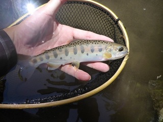 P1050767 640X480.jpg
