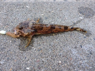 P1060398 640X480.jpg