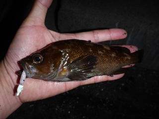 P1060415 640X480.jpg