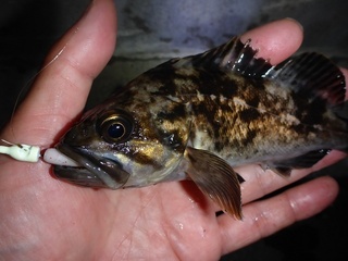 P1060433 640X480.jpg