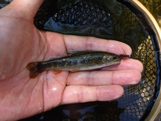 P1070109 640X480.jpg