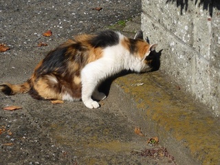 P1080251 640X480.jpg
