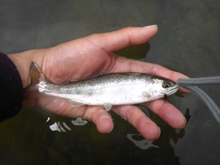 P1090391 640X480.JPG