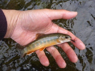 P1090396 640X480.JPG