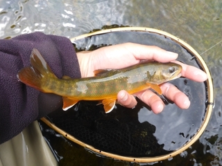 P1090419 640X480.JPG