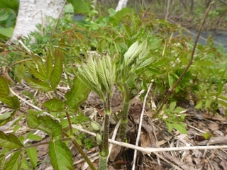 P1100854 640X480.JPG