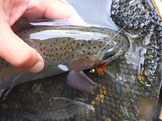 P1110184 640X480.JPG