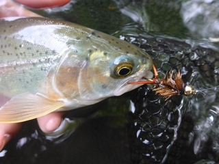 P1110191 640X480.JPG