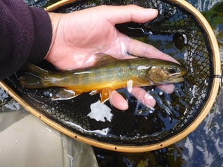 P1110338 640X480.JPG